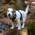 woolly-wolf-roam-valjas-black-ripple-az-22