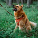 woolly-wolf-roam-valjas-terracotta-ripple-az-97